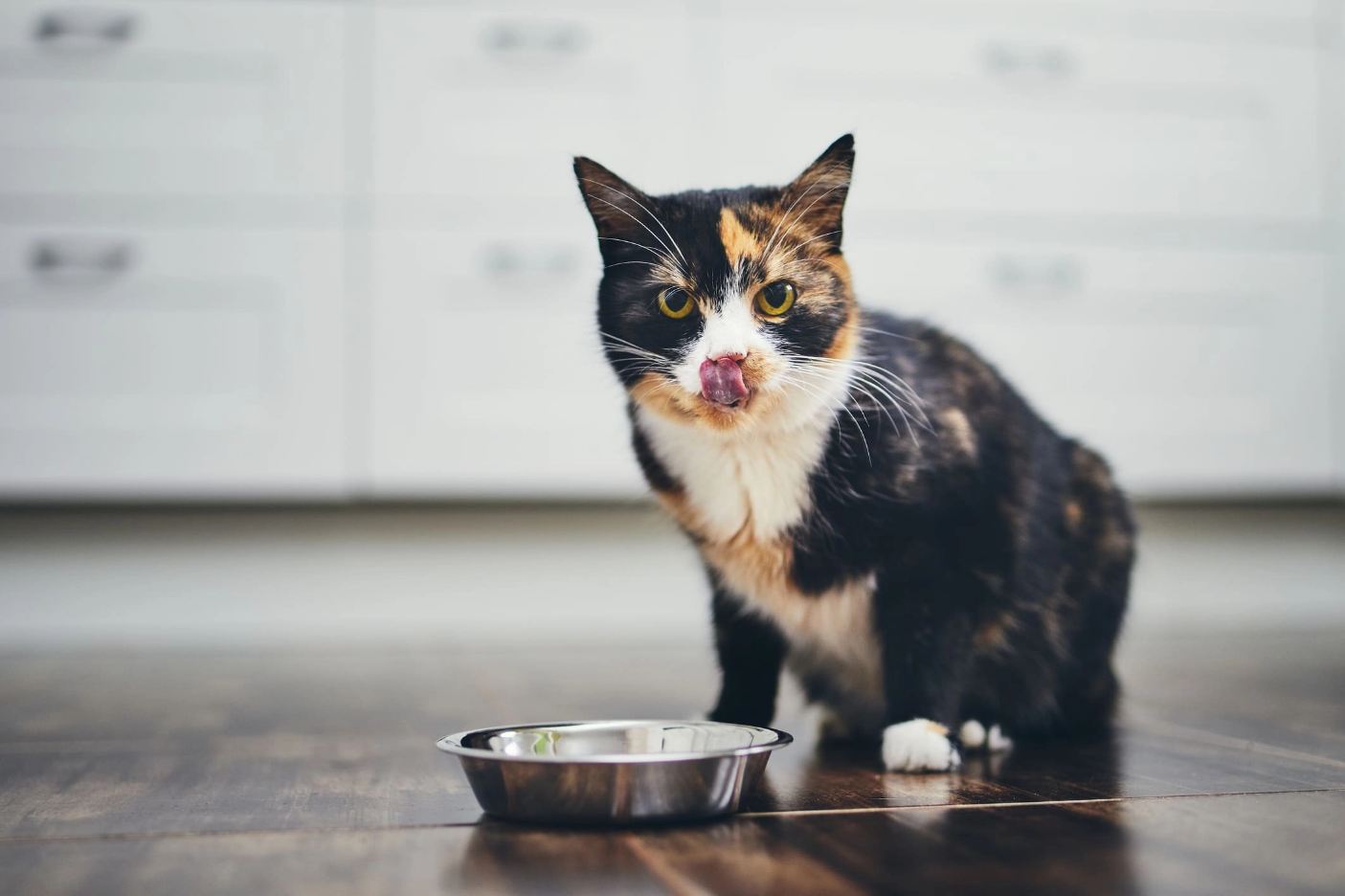 Забота о питомце начинается с правильного питания: лучшие корма для кошек